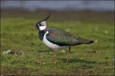 Maintenant, vous voyez un petit oiseau sombre au milieu d'un champ. Ce limicole, le plus commun de France, est un...
