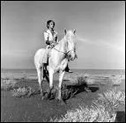 Superbe cheval sorti des cam&eacute;ras d'Albert Lamorisse :