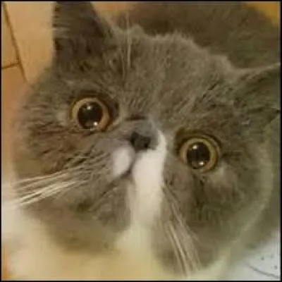 Quels sont les noms de ses chats ?