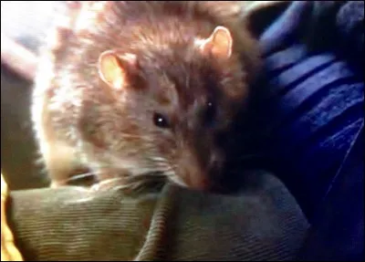 Juste avant de rencontrer Hermione Granger, Ron tente de jaunir son rat Croûtard. Quelle formule prononce-t-il pour cela ? (Complétez les trous) 
"Soleil, _____ et canari, 
Que ce gros _____ rat gris 
En jaune soit colorié
De la tête jusqu'aux _____".