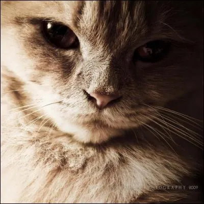 Combien a-t-elle eu de filles ?