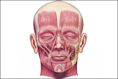 Qui prépare les peaux d'animaux ?