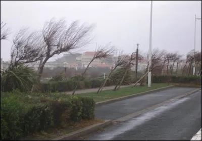 Complétez correctement. "Des arbres, ... un nombre impressionnant pendant la grande tempête.