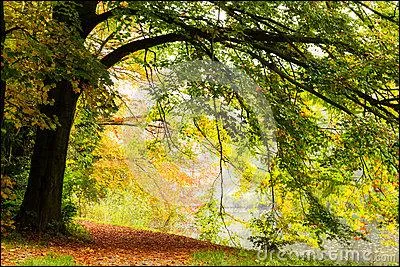 Autre extrait : "C'est une nuit de feuillages en voûte, enfantée par un terreau noir, percé du côté de l'ombre par des raies de soleil brisées. Attention aux participes passés.