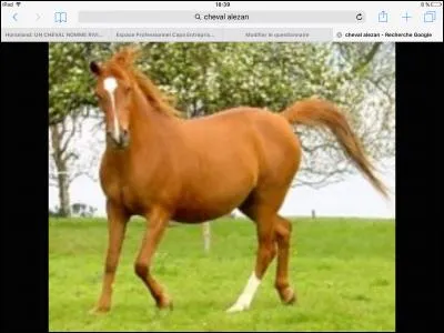 Quel est le nom de cette robe ?