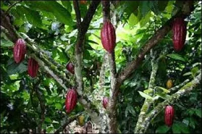 Le chocolat, plus précisément le cacao est une poudre obtenue après torréfaction et broyage d'une amande. Et cette amande ne vient pas de n'importe où. Elle appartient :