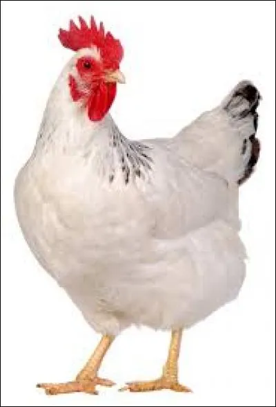 Les poulets, si délicieux. Mais des personnes en ont peur. Et je ne sais pas comment s'appelle cette peur.
J'espère que tu le sais ! C'est :