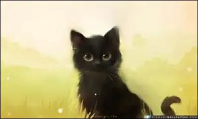 Je suis une Guérisseuse qui a doublement trahi le code des Guérisseurs ; d'ailleurs à cause de ça je suis devenue une guerrière. Je suis :