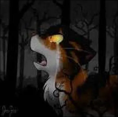 J'ai été un Guerrier que tout le monde redoutait. Pourtant quand ma compagne et 3 de mes chatons sont morts j'ai suivi la voie de Guérisseur. Je suis :