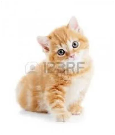 Je suis Guérisseuse, pourtant je ne suis pas née dans un clan. Je suis :