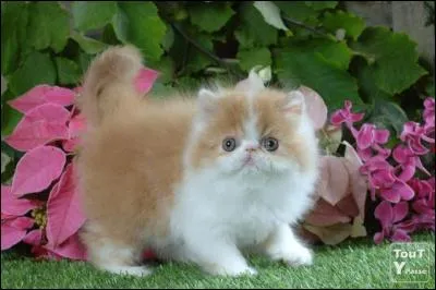 Quand j'étais petit, tout mon clan, dont moi, étaient gravement malade. Une Guérisseuse d'un autre clan est venu à mon aide et m'a soigné. Grâce à ça, j'ai pu soigner tout le clan et je suis devenu Guérisseur. Je suis :