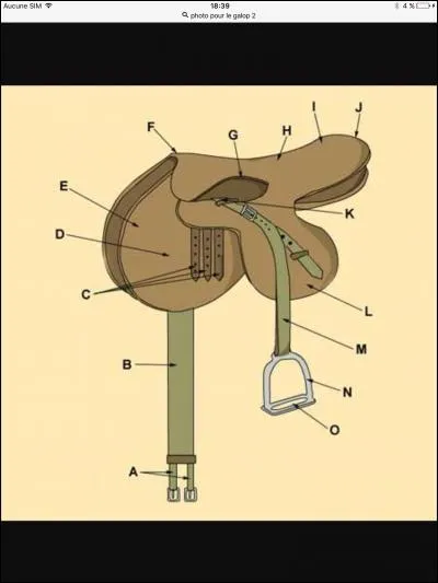 Comment s'appelle la partie A de la selle ?