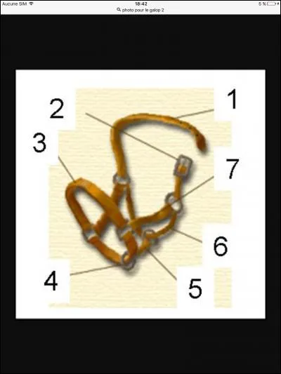 Comment s'appelle la partie 5 du licol ?