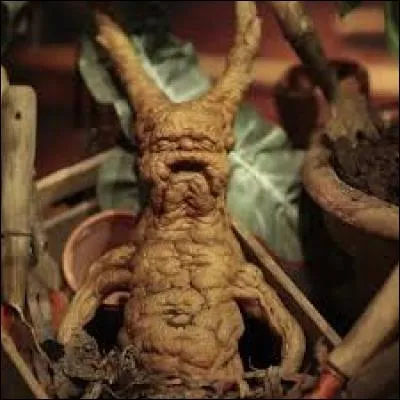 Quel est le nom de la plante qui, une fois coupée et cuite, ressuscite les pétrifiés ? (Tous ces noms font partie de "Harry Potter")
