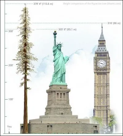 Quel est le nom du plus grand séquoia et arbre du monde ?