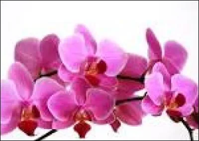 Quelle est cette plante ?