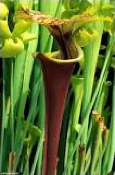 Qu'est-ce que la "sarracenia flava" ?