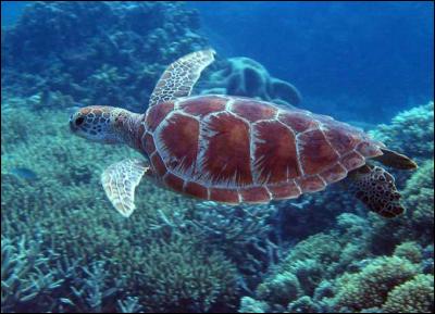Les tortues marines ne vivent que dans les eaux froides.