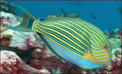 Quand il respire, le poisson fait des bulles dans l'eau.