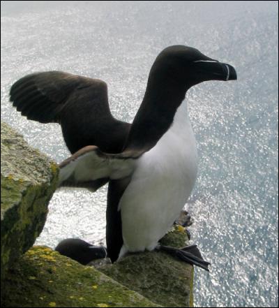 Le pingouin torda ou petit pingouin vit dans l'hémisphère Sud.