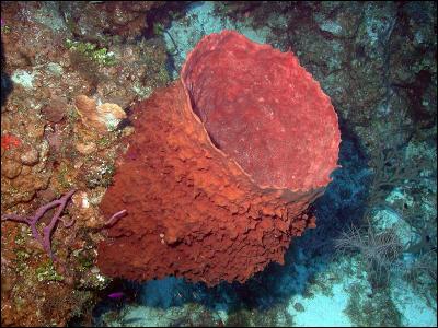 Cet animal rouge, appelé baril de rhum, est la plus grosse éponge des Caraïbes.