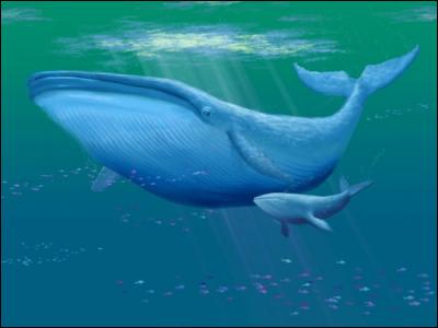 La baleine bleue adulte est le plus gros animal vivant sur la planète Terre.