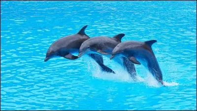 Les dauphins sont les plus gros poissons du monde.