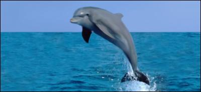 Le dauphin se propulse hors de l'eau grâce à sa nageoire caudale.