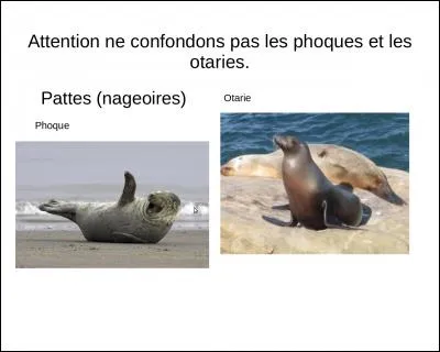 Les otaries marchent sur la terre ferme en s'aidant de leurs nageoires et elles nagent aussi dans l'eau.