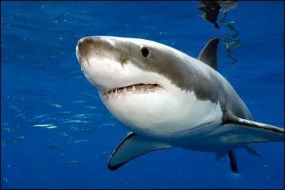 Le grand requin blanc est l'un des plus grands poissons prédateurs vivant dans les océans.