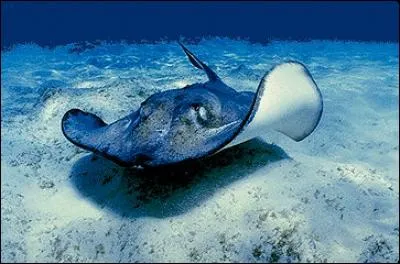 La raie appartient au groupe des poissons osseux.