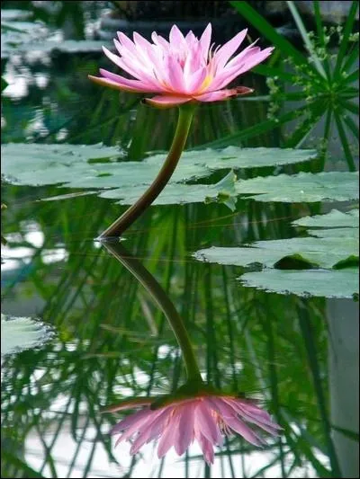 Comme née de l'onde calme, la fleur de lotus ou sa cousine le nénuphar forme autant de corolles que de feuilles brillantes à fleur d'eau. De quel pays, le lotus est-il le symbole national ?