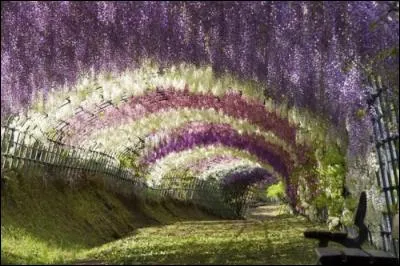 Ce tunnel de fleurs embaumé est composé de glycines, aux lourdes grappes de fleurs. Quelles surs devenues célèbres portent en surnom le nom de ces fleurs, en raison du caractère très... accrocheur de la glycine ?