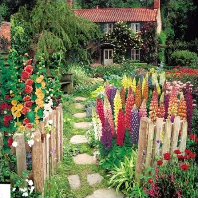 La joliesse des formes et des couleurs franches de ce joli jardin provient des hampes fleuries des lupins. D'où vient ce nom étrange de lupin ?