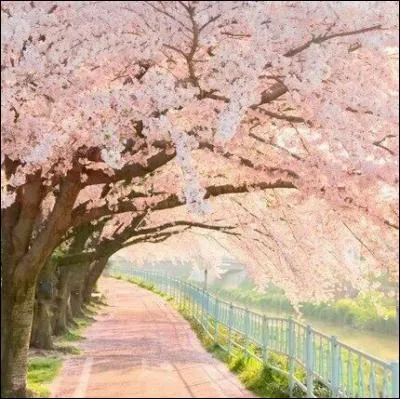 Ce chemin semble sorti d'un rêve, comme un nuage grâcieux de fleurs de cerisiers. Au Japon, on célèbre cette si brève période des pétales de fleurs de cerisiers, sous le nom de... ?