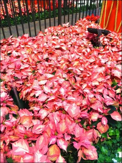 Comme une mer entre or et rose, ces jolies fleurs forment un tapis grandiose. Ce sont... ?