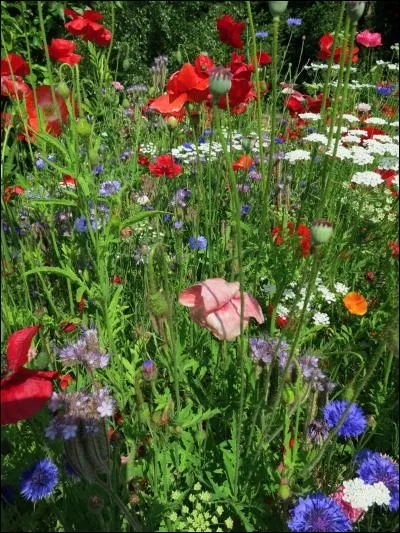 Les graciles fleurs des champs sont autant de beauté sauvage dont on peut aussi gratifier son jardin. Ici, la centaurée fréquente le coquelicot. L'autre nom de la centaurée est ?
