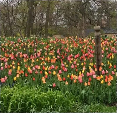 Comme un tapis coloré tandis que les arbres attendent encore leurs feuilles, les tulipes enrichissent le décor. De quel pays sont-elles originaires ?