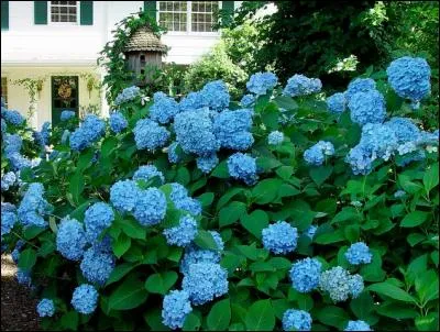 La somptuosité des buissons d'hortensia est sans pareil. Bleu ou rose, selon la nature de la terre où ils poussent, les hortensias sont les cousins de quelle plante ?