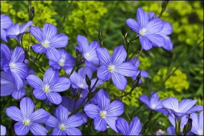 Quelle plante a de si jolies fleurs ? Ajoute une lettre au mot "li" et tu auras son nom.
