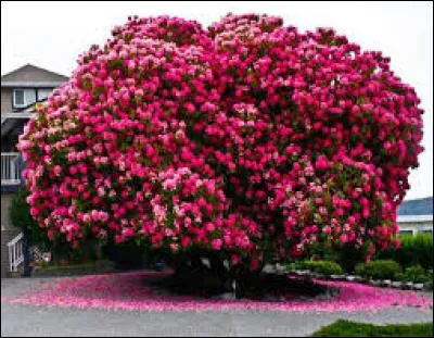 Choisis la bonne orthographe :