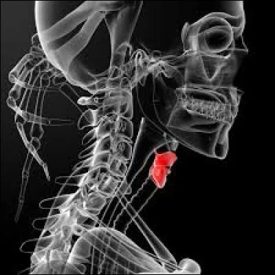 Très souvent plus visible chez les hommes que chez les femmes.