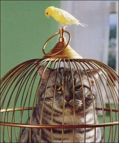 Qui veut ouvrir la cage aux oiseaux ?