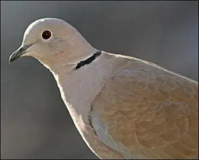 En 1973, qui chantait "Ma tourterelle s'est envolée. Elle est partie ce matin elle ne reviendra plus jamais. Ma tourterelle s'est envolée" ?