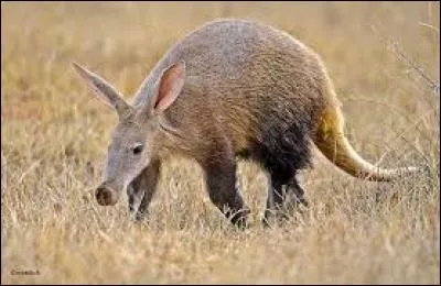 Quel est cet animal ?