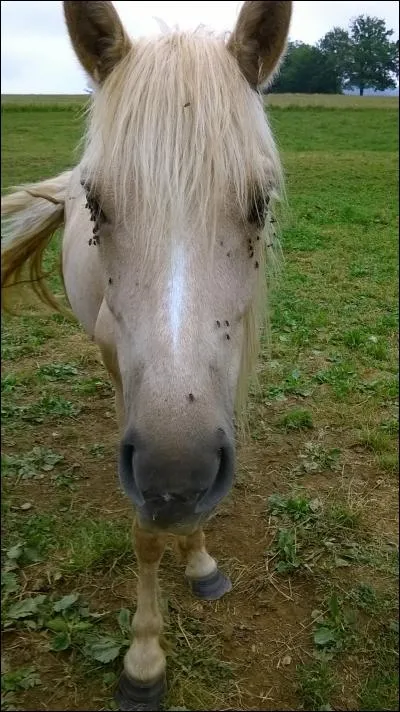 Ce cheval a le même nom qu'un petit oiseau, lequel ?