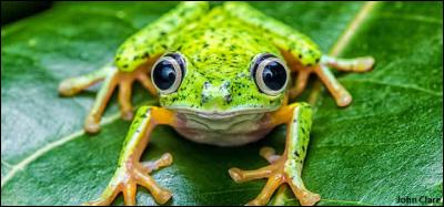 Je suis une grenouille qui vit au Costa Rica, le nombre d'individus de mon espèce a chuté de 80 % en une décennie, je suis...