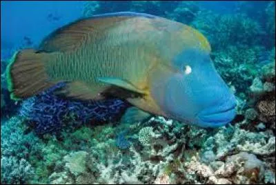 Je suis un animal qui vit dans la mer rouge intis qui vit dans les océans Indien et Pacifique, je porte le nom d'un grand homme de l'histoire française, je suis...