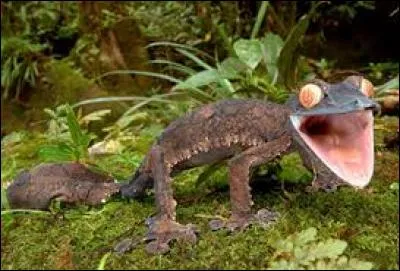 Je suis un reptile originaire de Madagascar, de nos jours, je me fais de plus en plus rare à cause de ma domestication, je suis le...