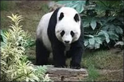 Je suis le héros de "Kung-fu Panda", je suis blanc et noir, je suis...